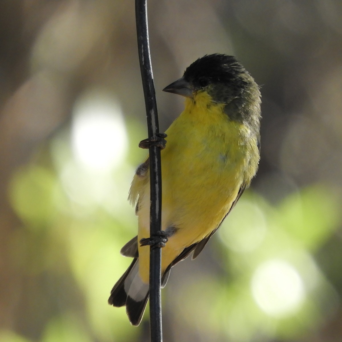 Lesser Goldfinch - ML620765992