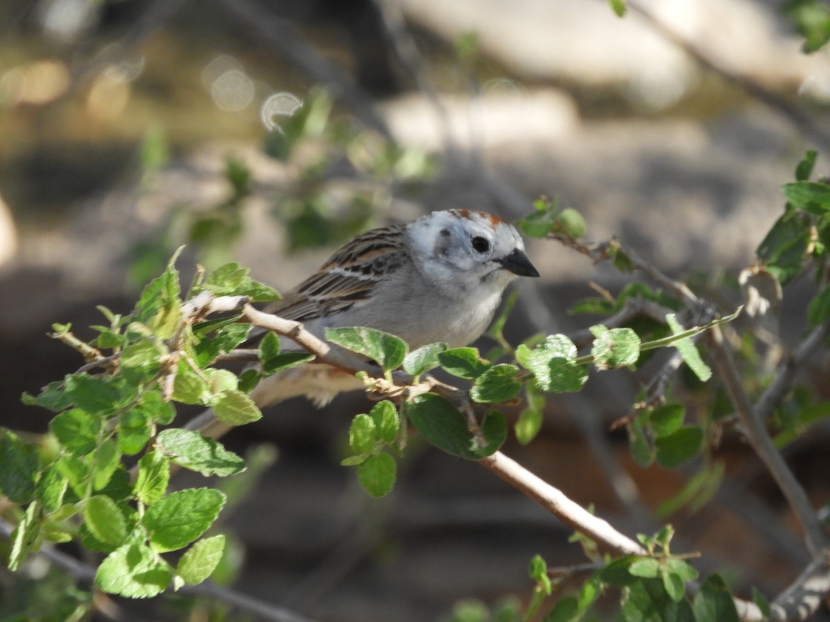 Chipping Sparrow - ML620765996