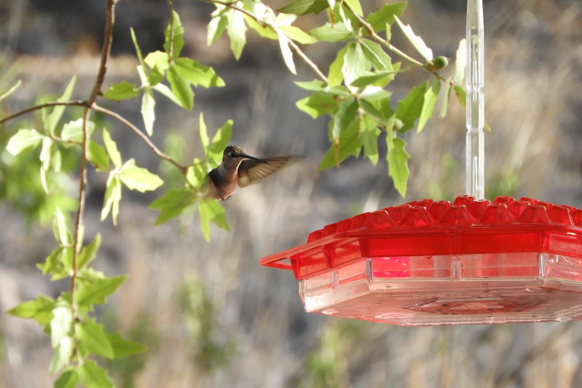 Black-chinned Hummingbird - ML620766000