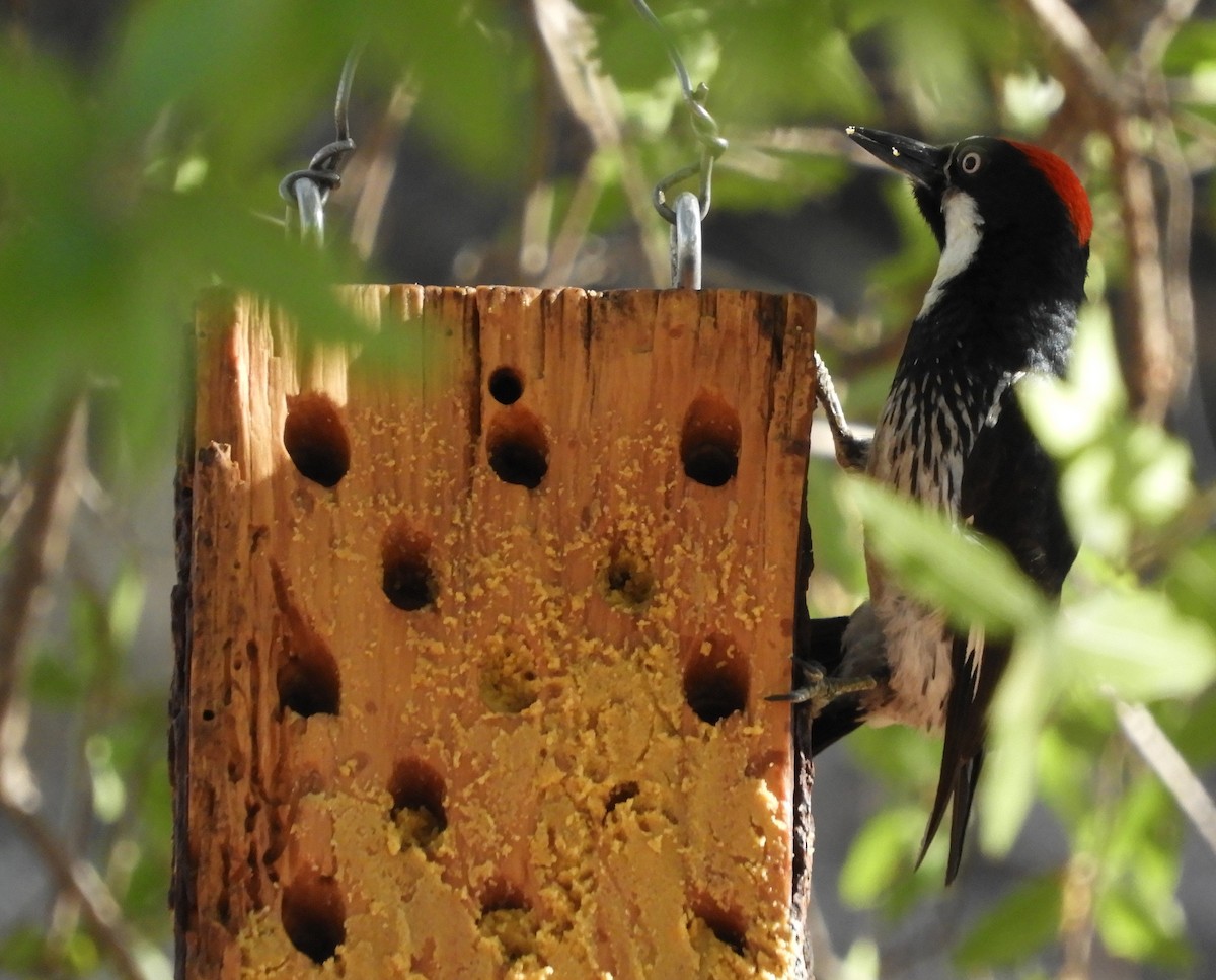 Acorn Woodpecker - ML620766005