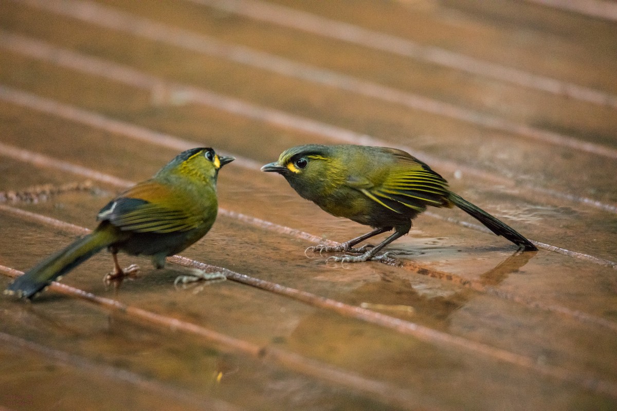 Taiwan Liocichla - ML62076601