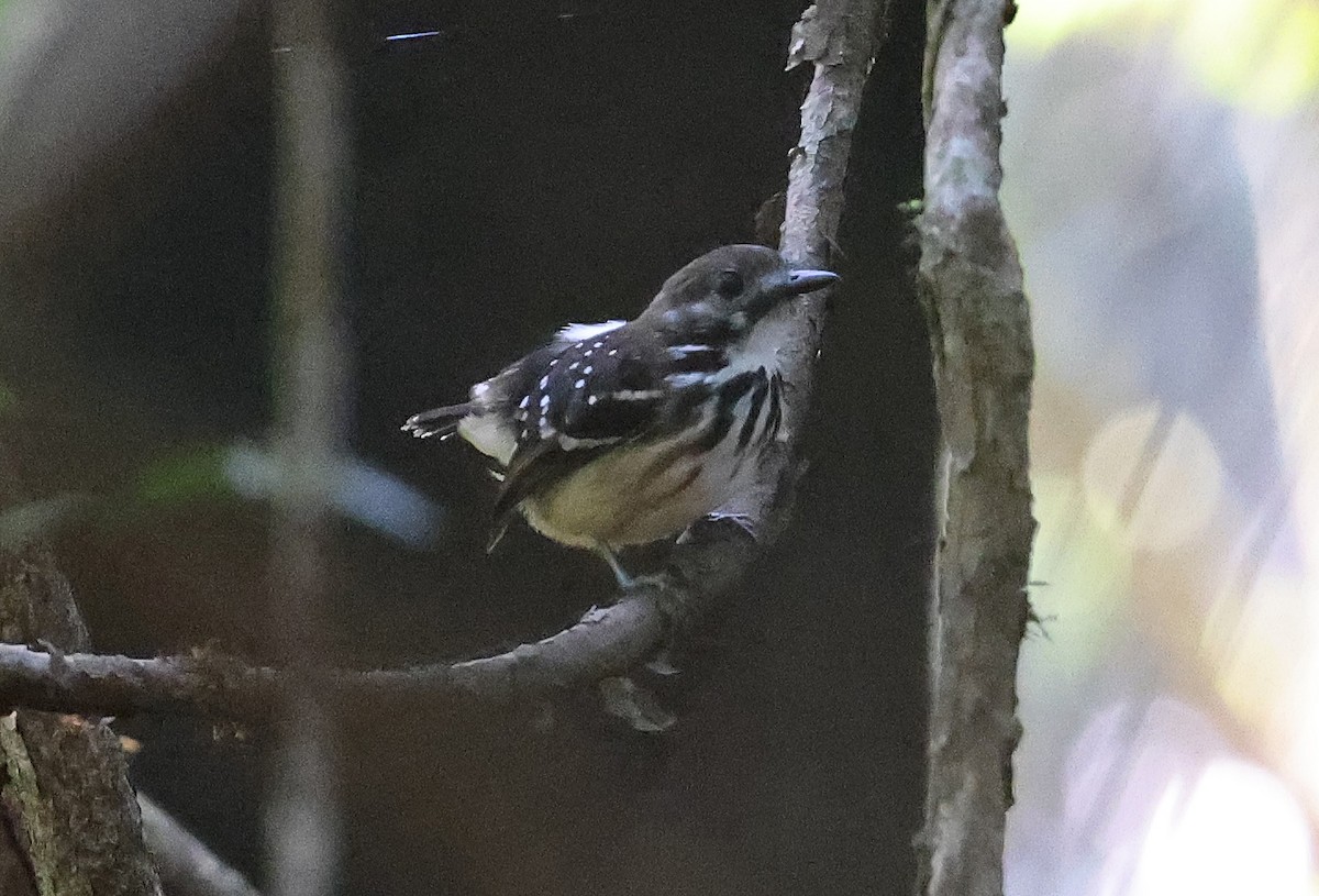 Dot-backed Antbird - ML620766011