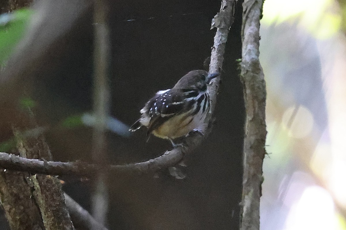 Dot-backed Antbird - ML620766012