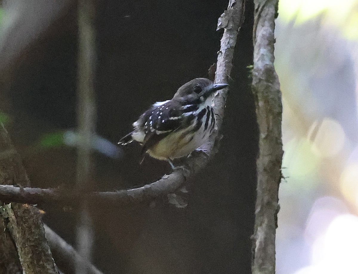 Dot-backed Antbird - ML620766013