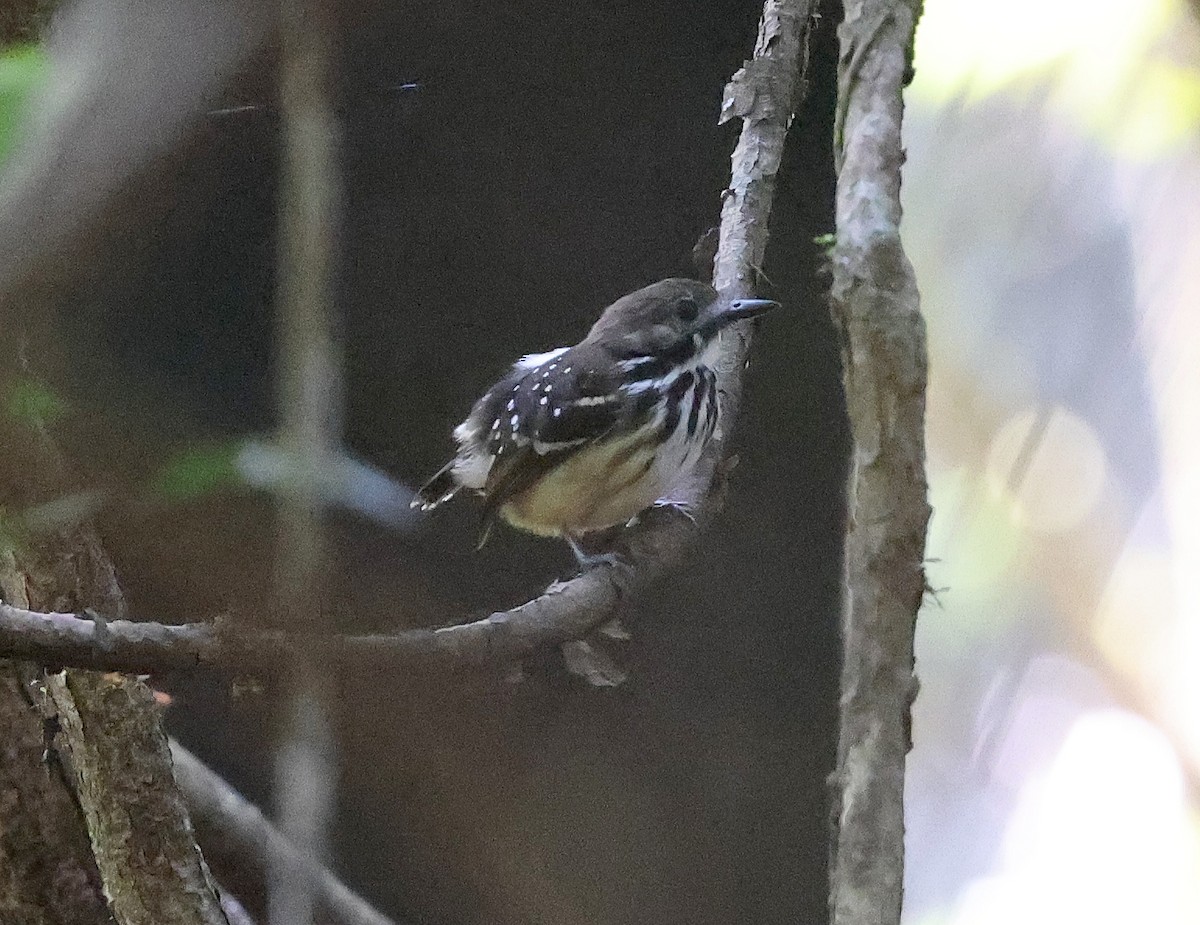 Dot-backed Antbird - ML620766014