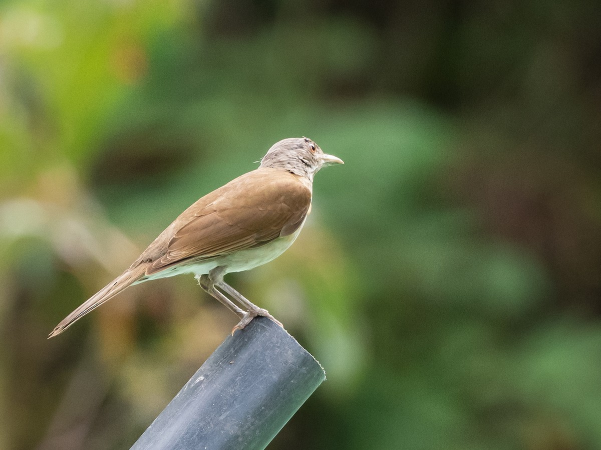 Pale-breasted Thrush - ML620766018