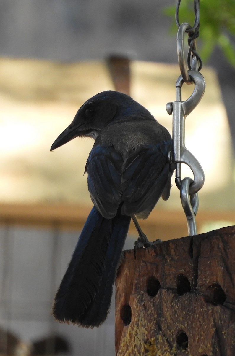 Woodhouse's Scrub-Jay - ML620766019