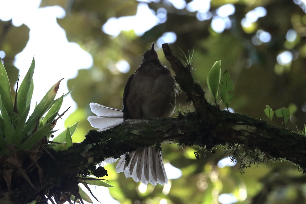 Mountain Thrush - ML620766024