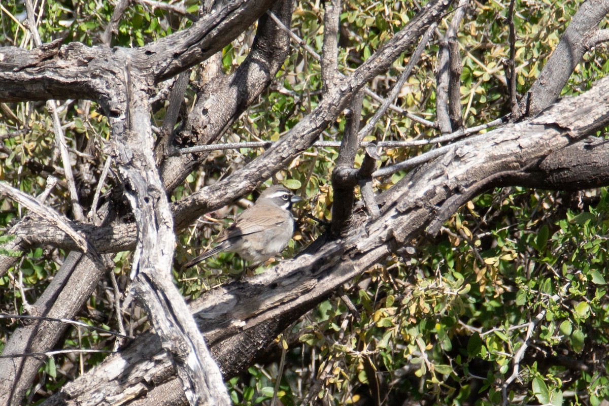 Black-throated Sparrow - ML620766028