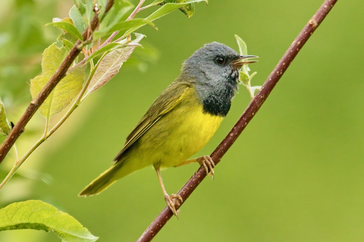 Mourning Warbler - ML620766029