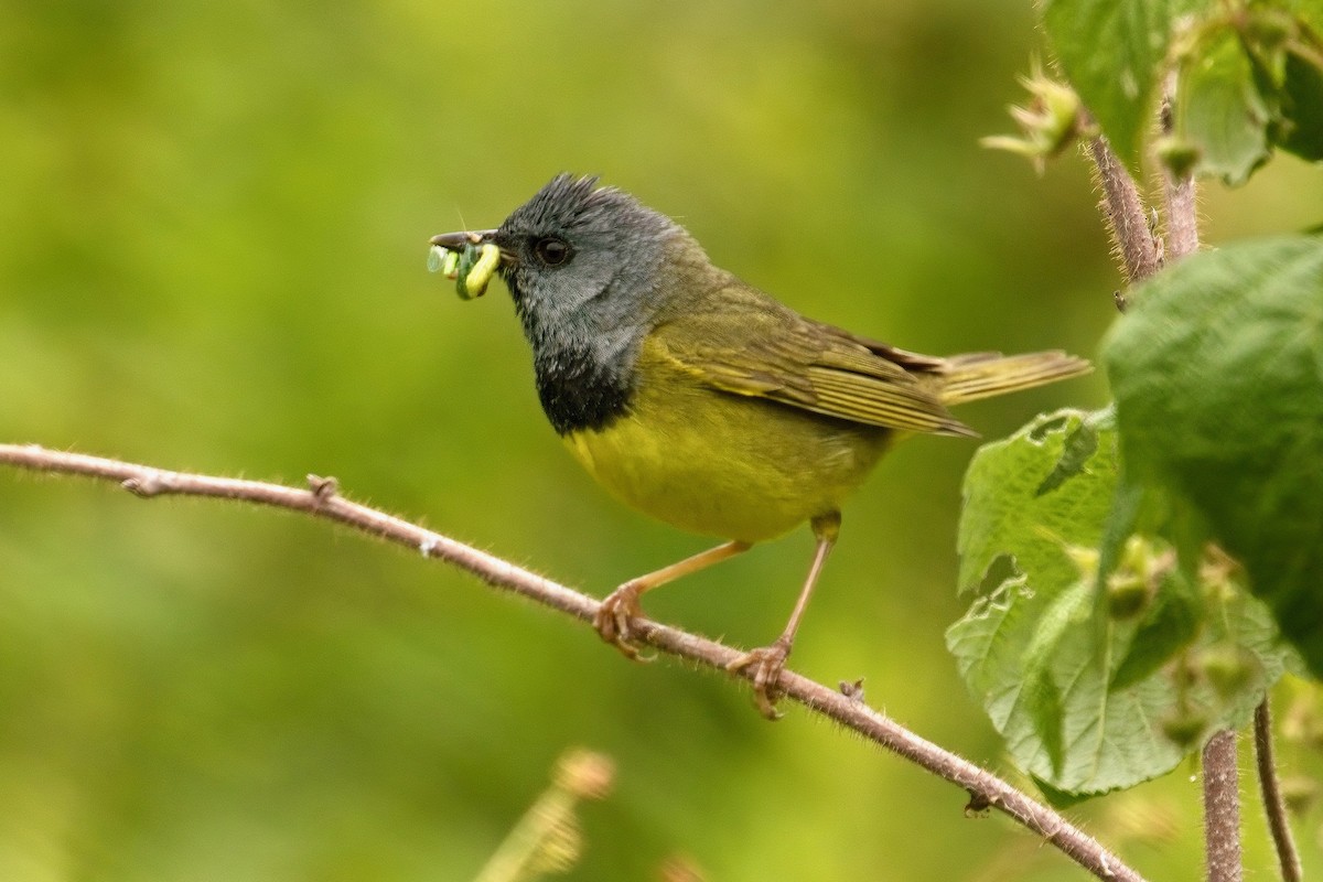 Mourning Warbler - ML620766031