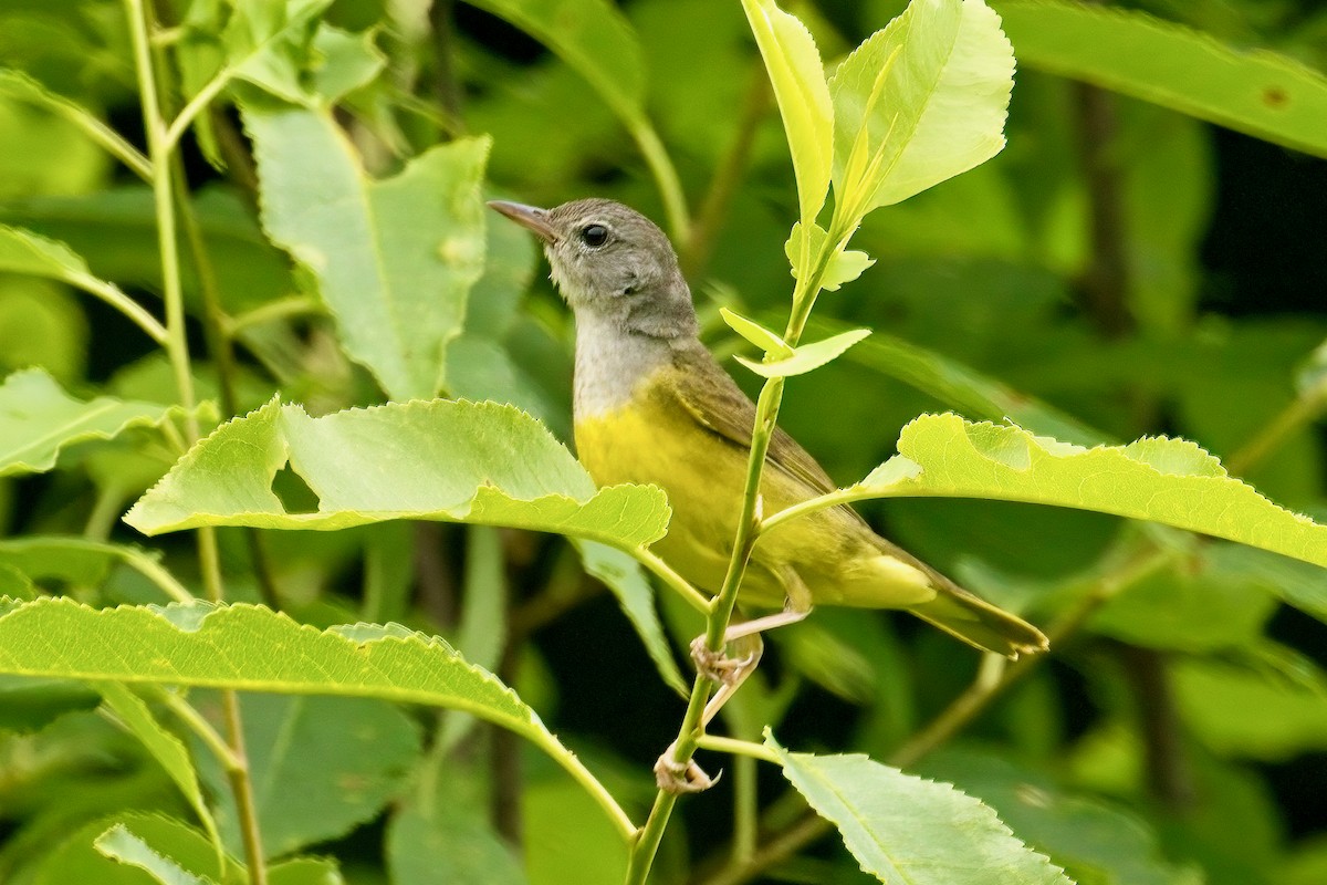 Mourning Warbler - Normand Laplante