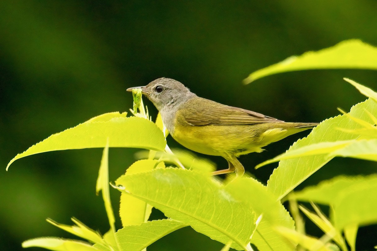 Mourning Warbler - ML620766035