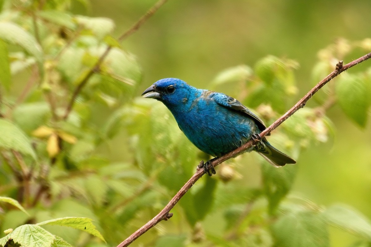 Indigo Bunting - ML620766040