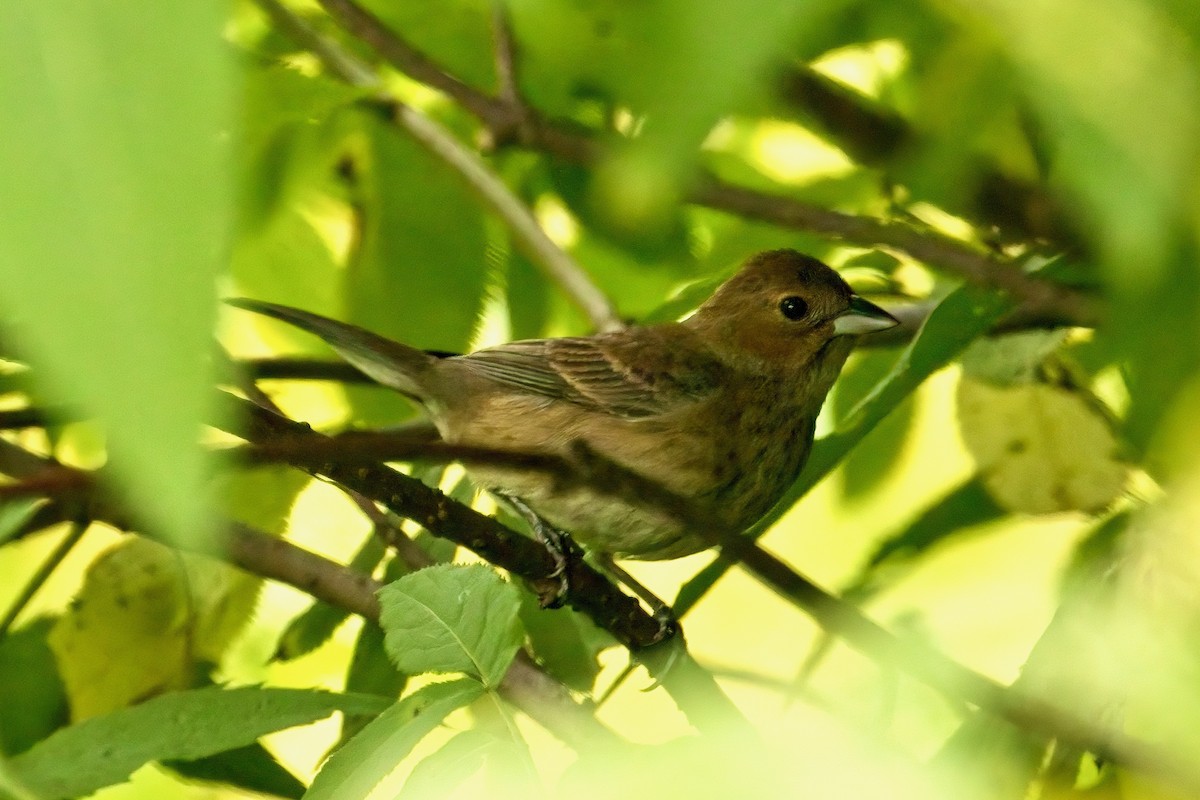 Indigo Bunting - ML620766041