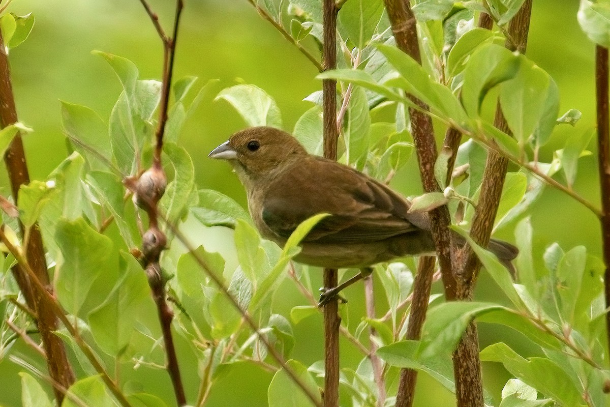 Indigo Bunting - Normand Laplante