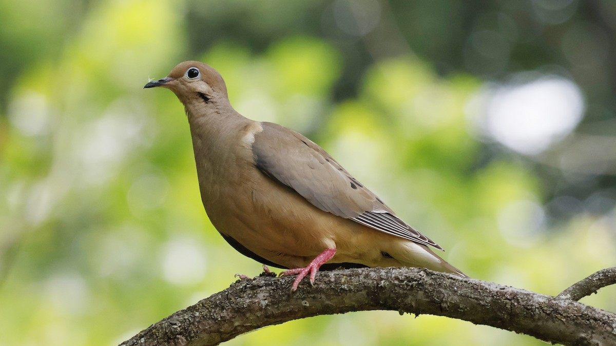 Mourning Dove - ML620766050