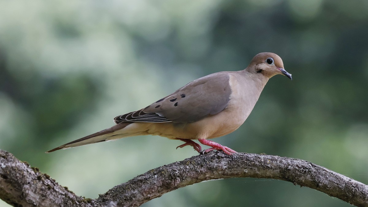 Mourning Dove - ML620766051