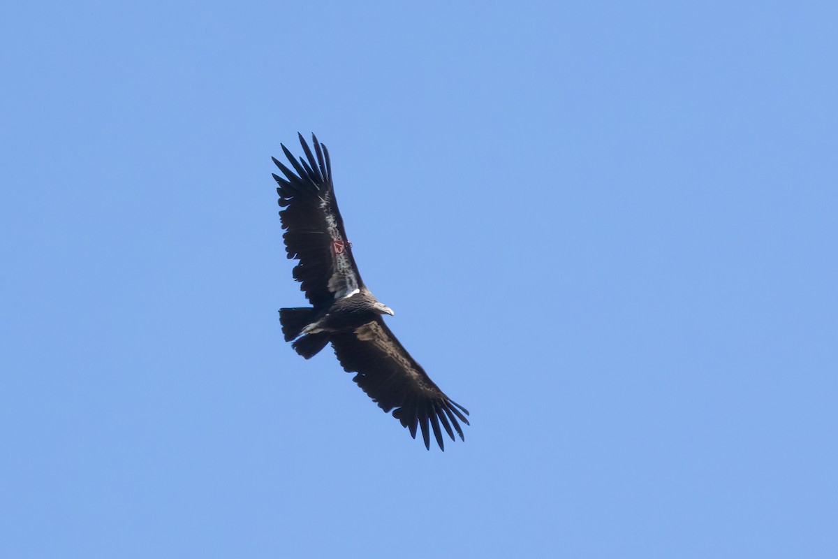 Condor de Californie - ML620766052