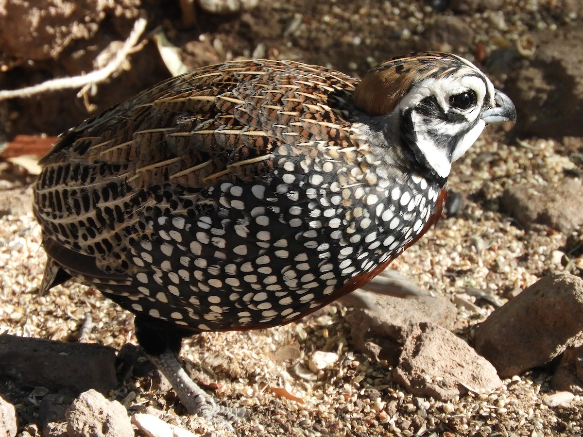 Montezuma Quail - ML620766058