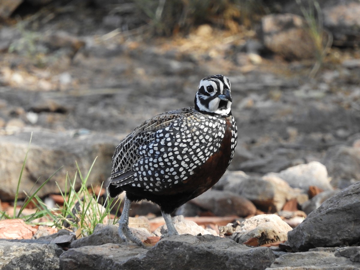 Montezuma Quail - ML620766061