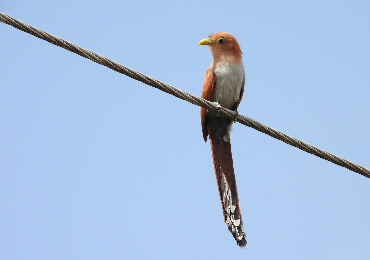 Squirrel Cuckoo - ML620766063