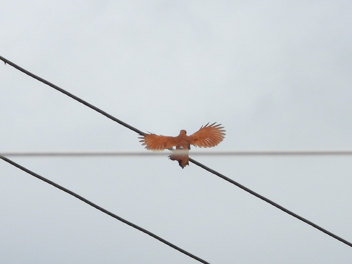 Squirrel Cuckoo - ML620766064