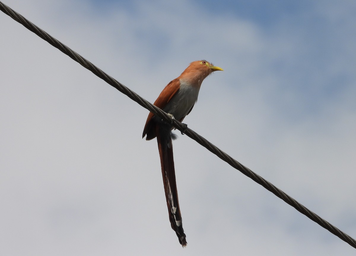 Squirrel Cuckoo - ML620766070