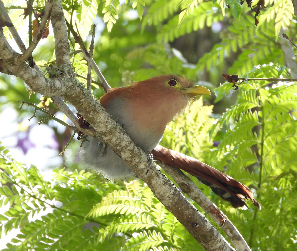 Squirrel Cuckoo - Manuel Pérez R.