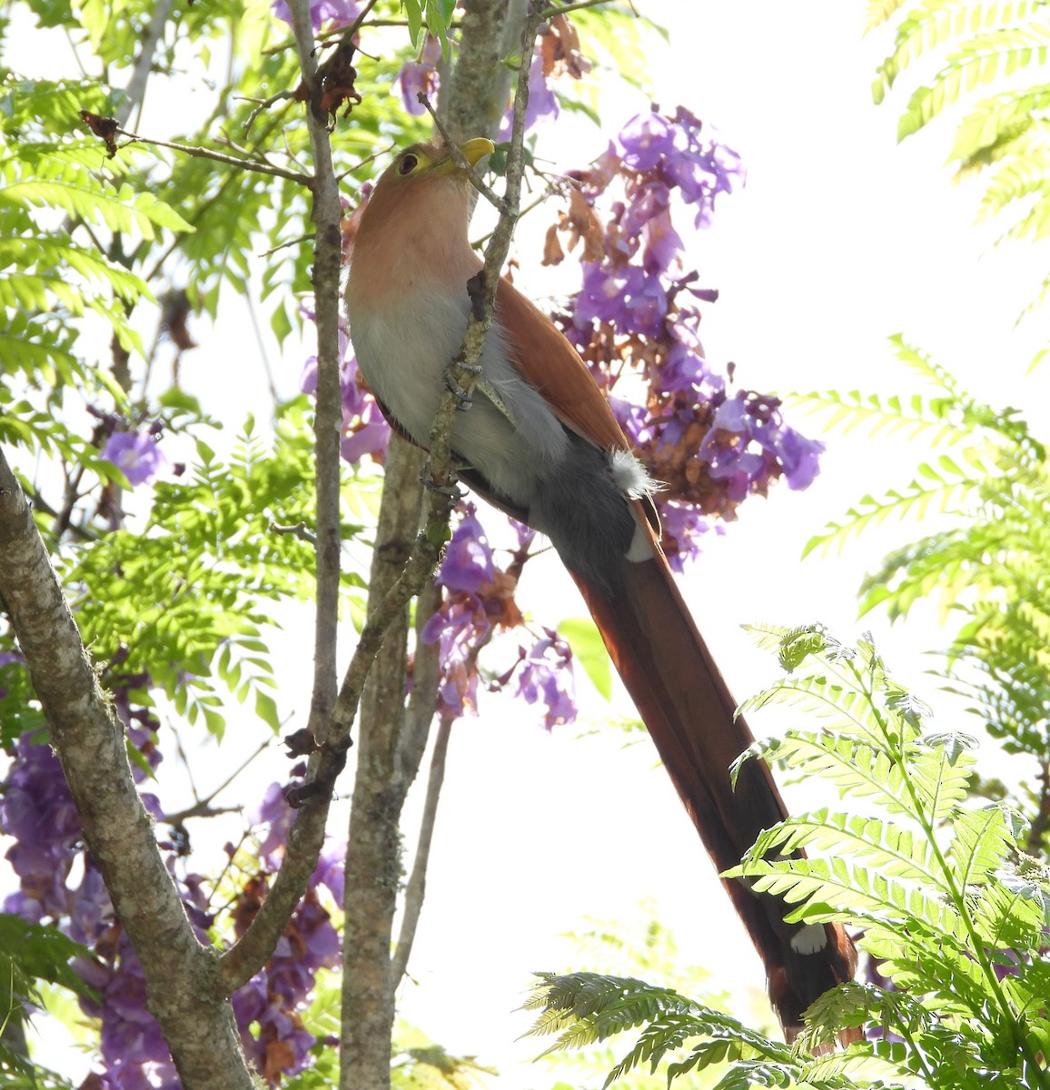 Squirrel Cuckoo - ML620766074