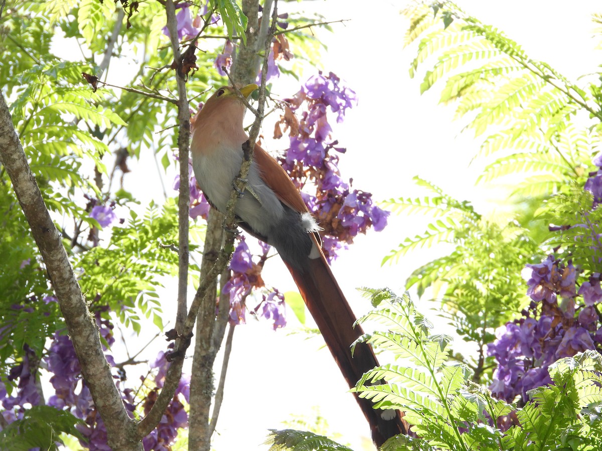 Squirrel Cuckoo - Manuel Pérez R.