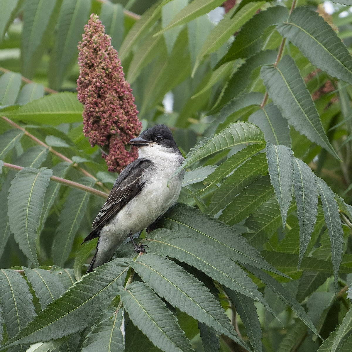 Eastern Kingbird - ML620766078