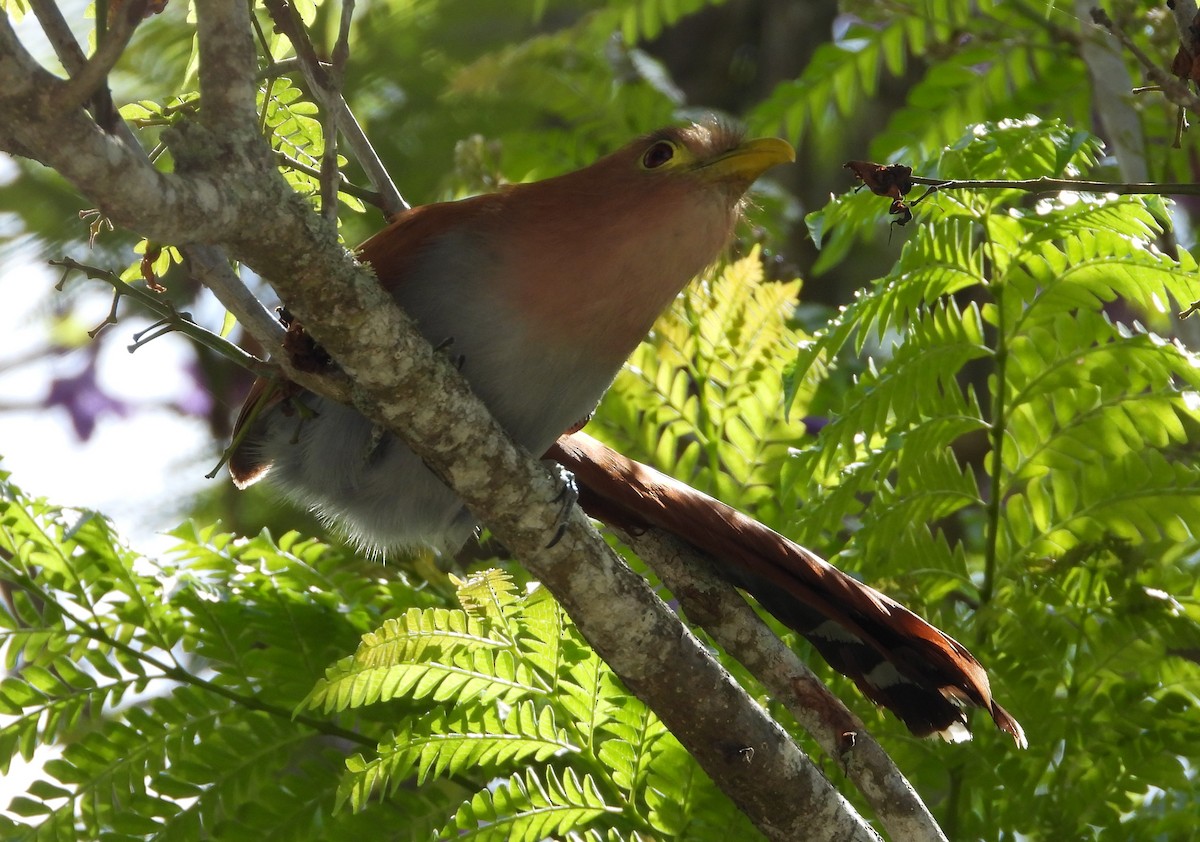 Squirrel Cuckoo - ML620766079