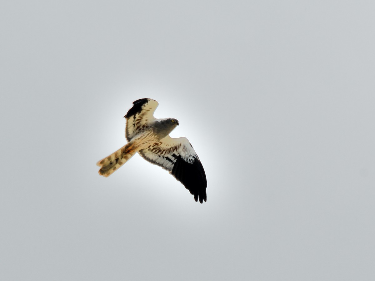 Montagu's Harrier - ML620766084