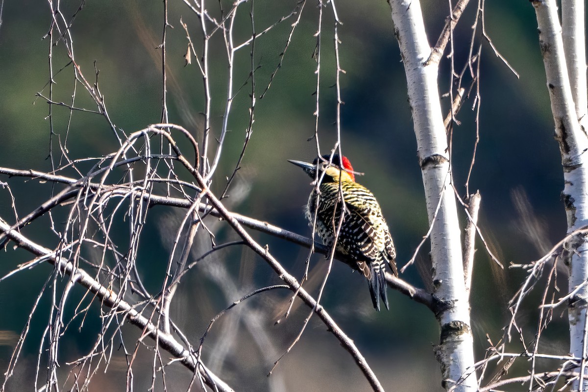 Green-barred Woodpecker - ML620766092