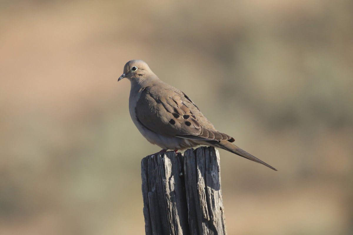 Mourning Dove - ML620766101