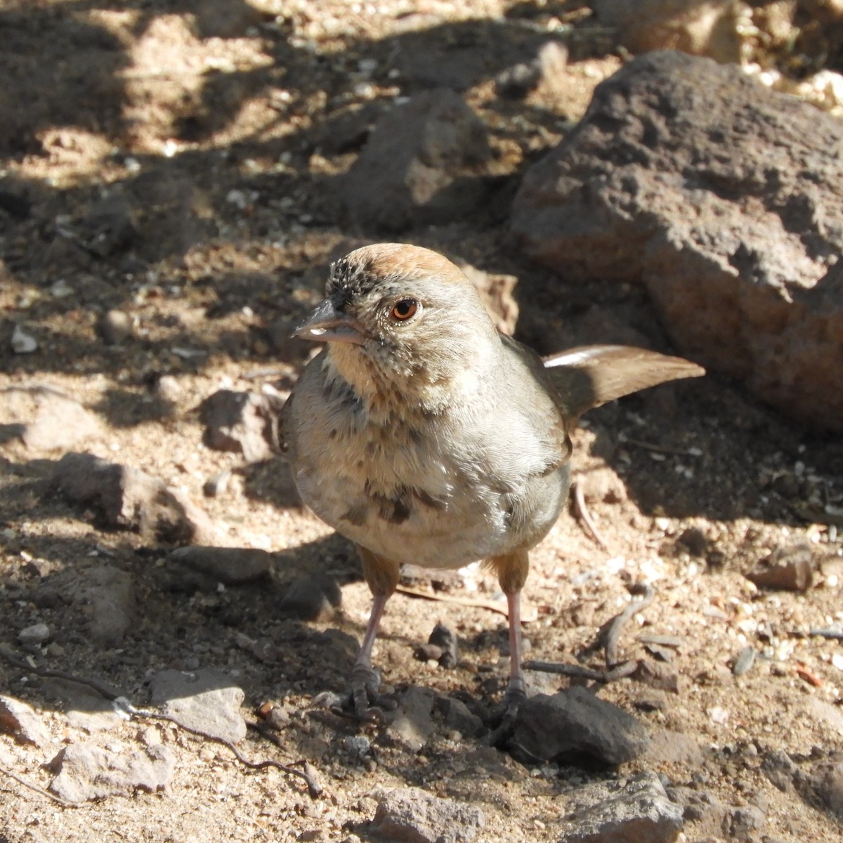 Canyon Towhee - Kyleigh Godsey