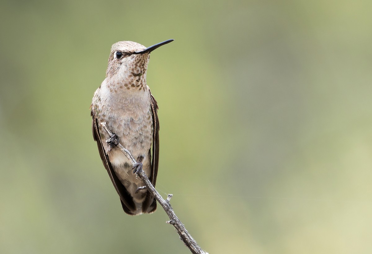 Anna's Hummingbird - ML620766112
