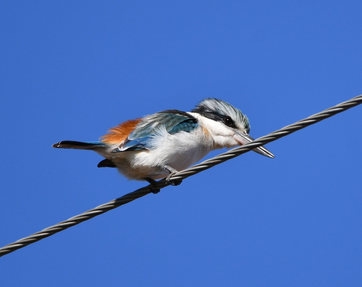 Red-backed Kingfisher - ML620766134