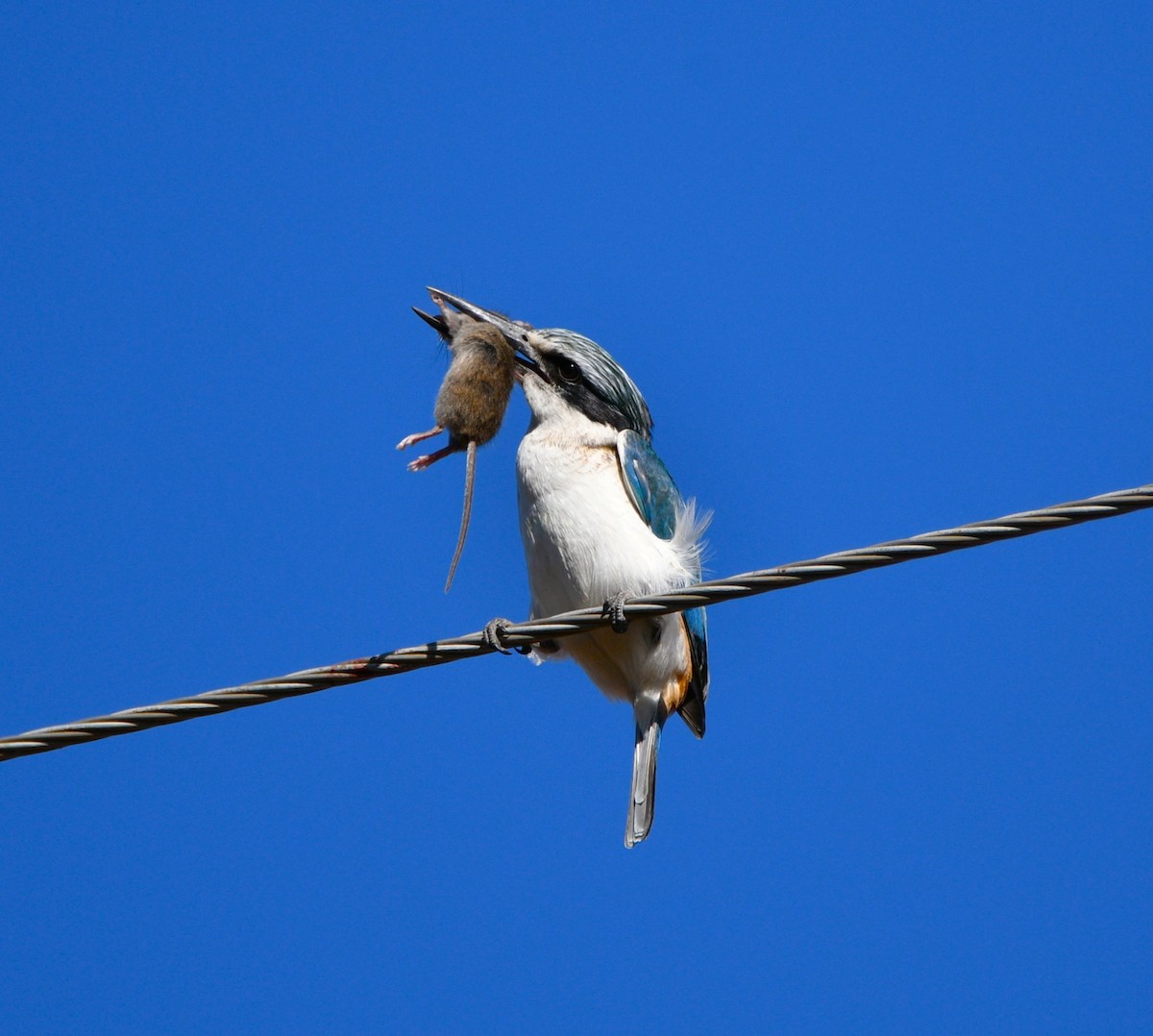 Red-backed Kingfisher - ML620766136