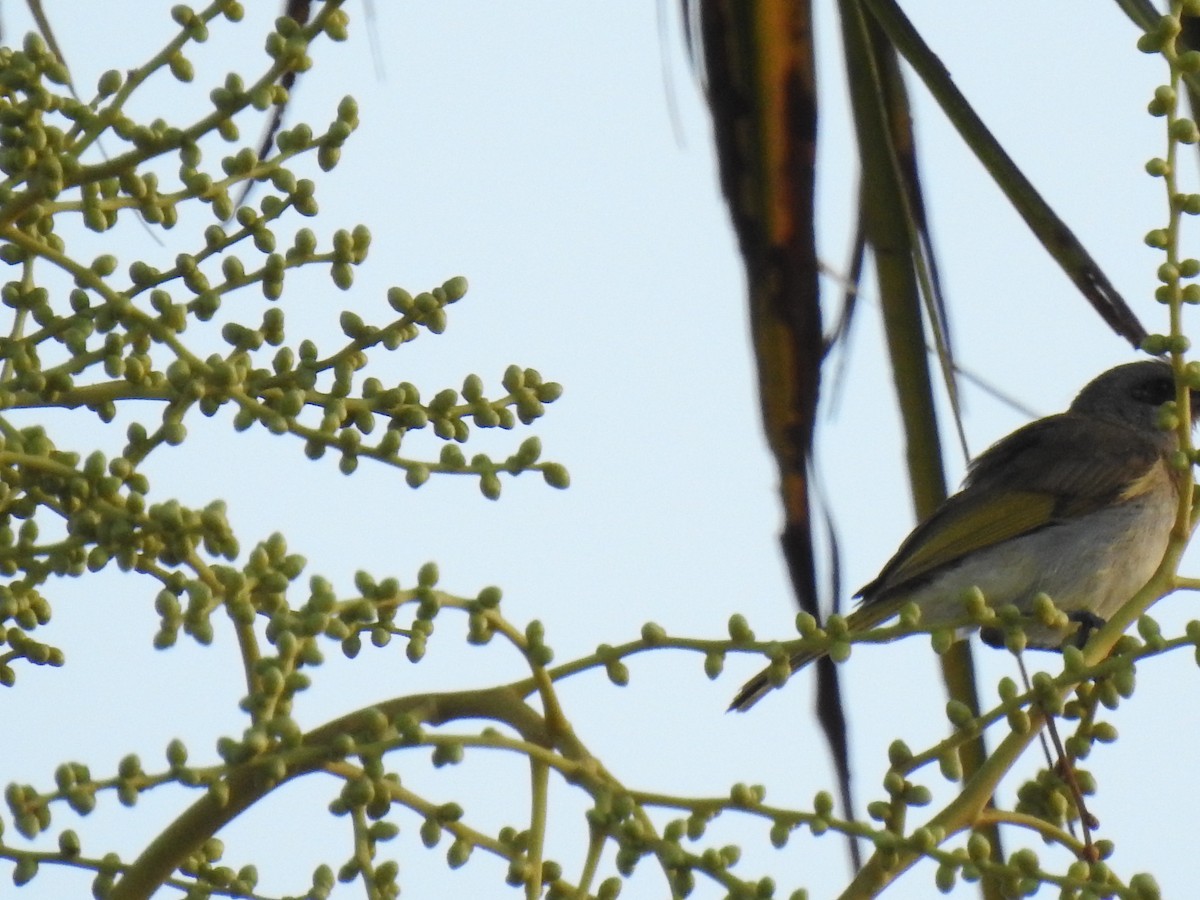 Brown Honeyeater - ML620766147