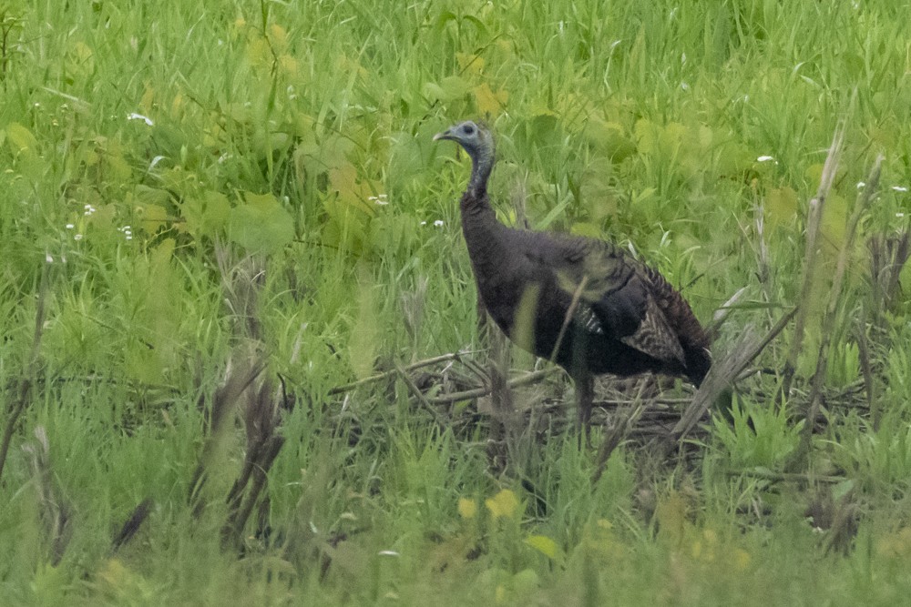 Wild Turkey - ML620766148