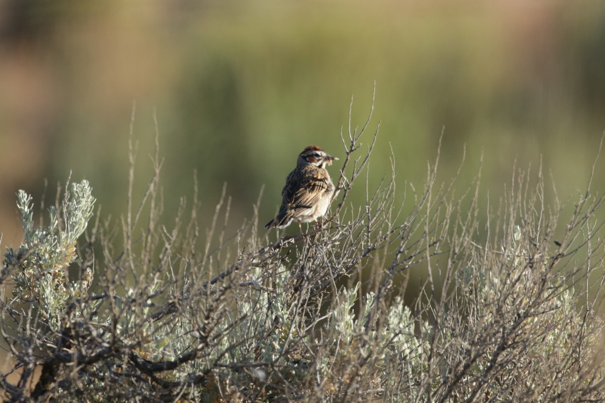 Lark Sparrow - Samuel Hain