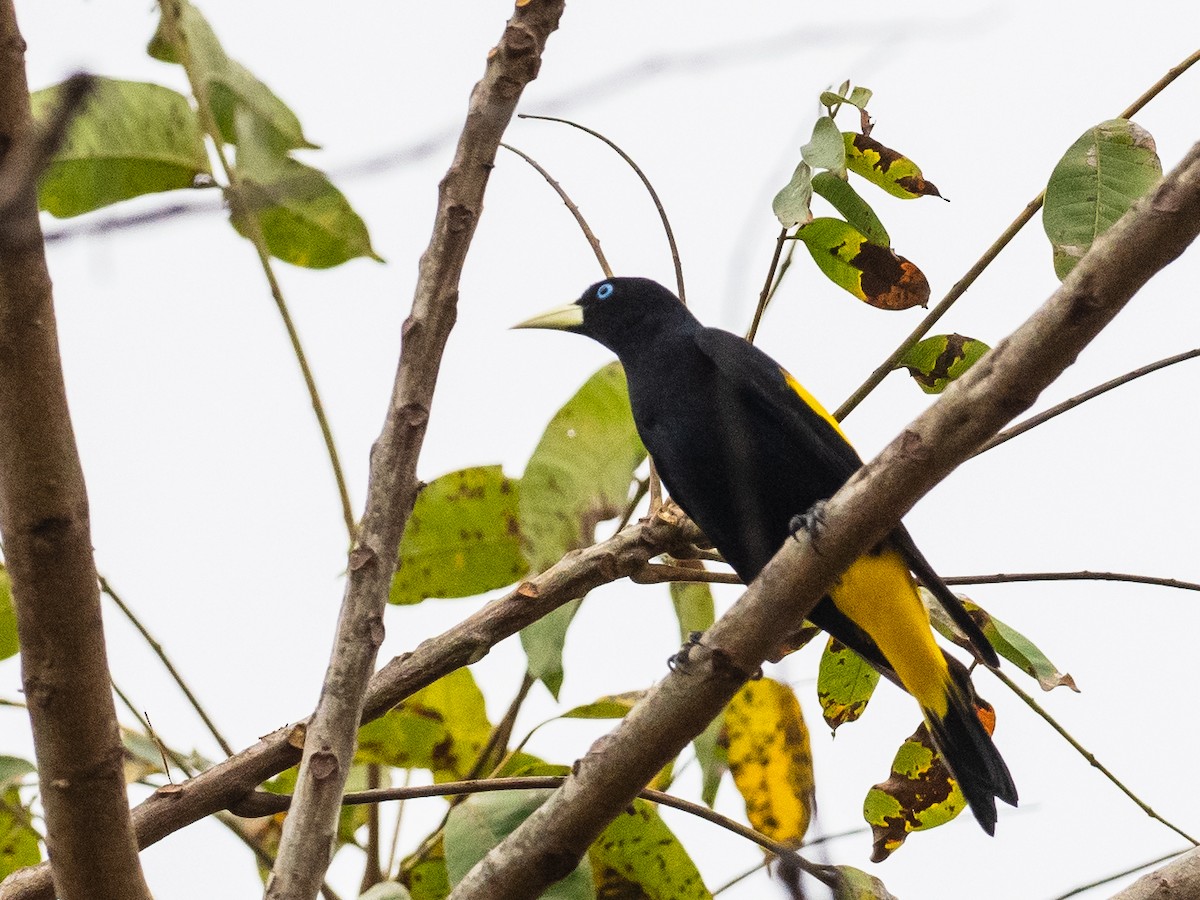 Yellow-rumped Cacique - ML620766156