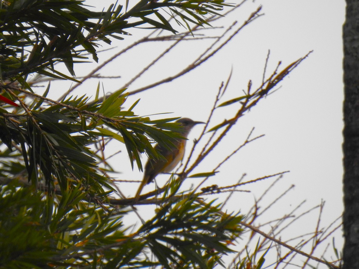 Brown Honeyeater - ML620766157