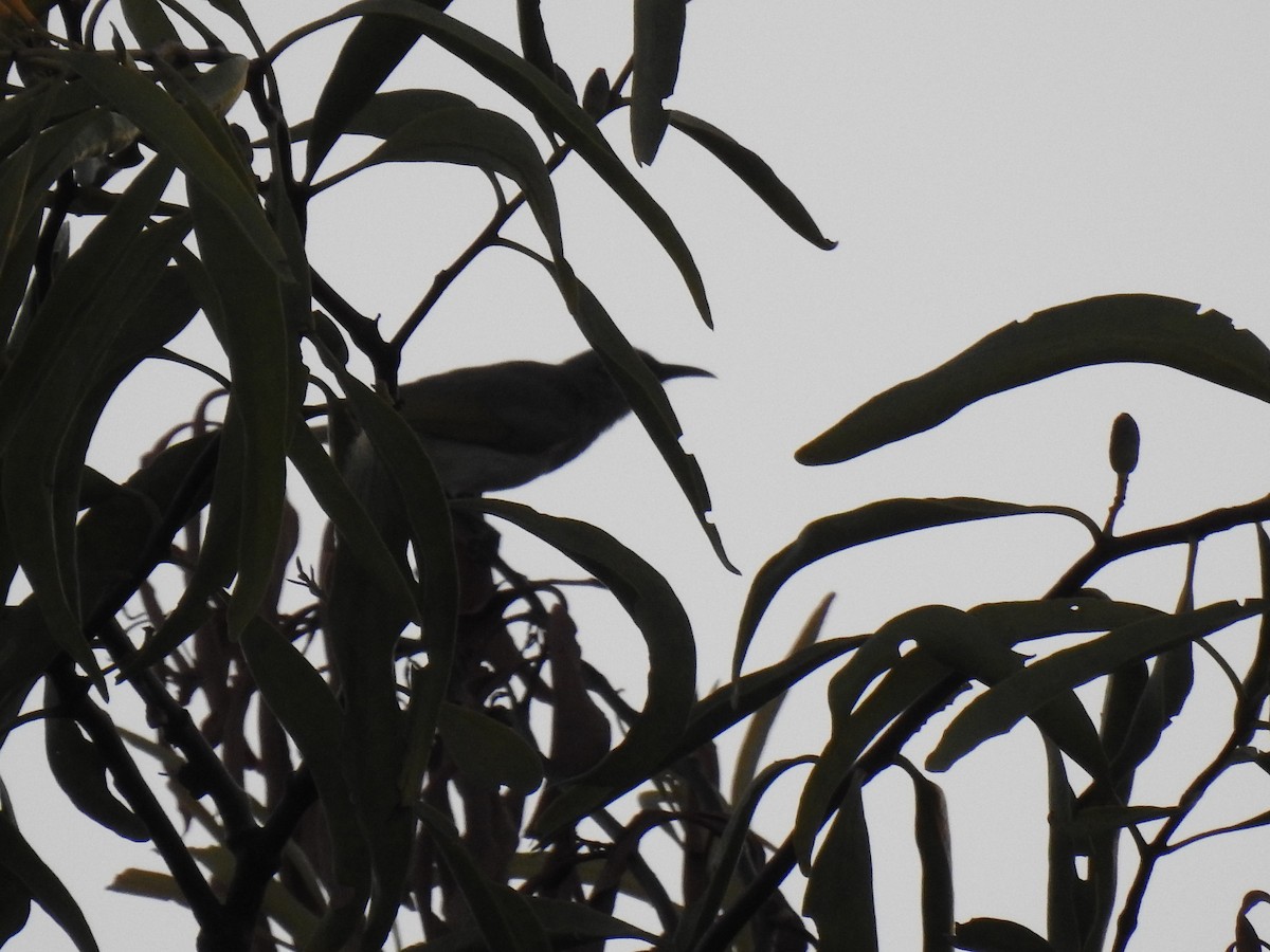 Brown Honeyeater - ML620766158