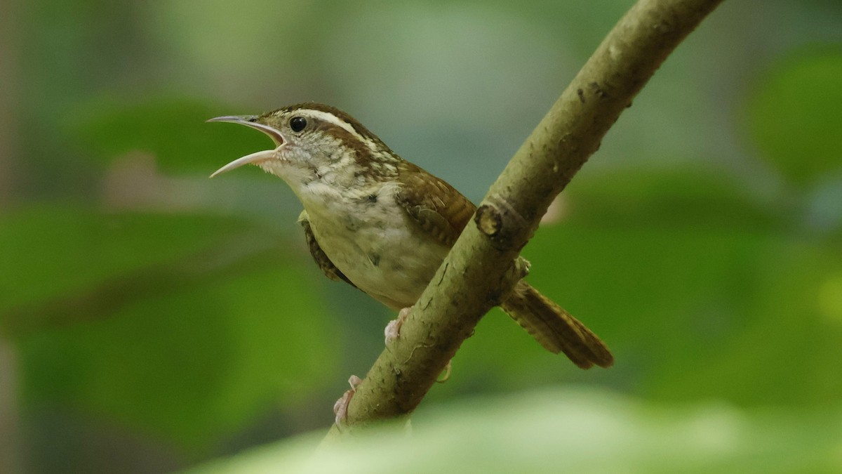 Carolina Wren - ML620766159