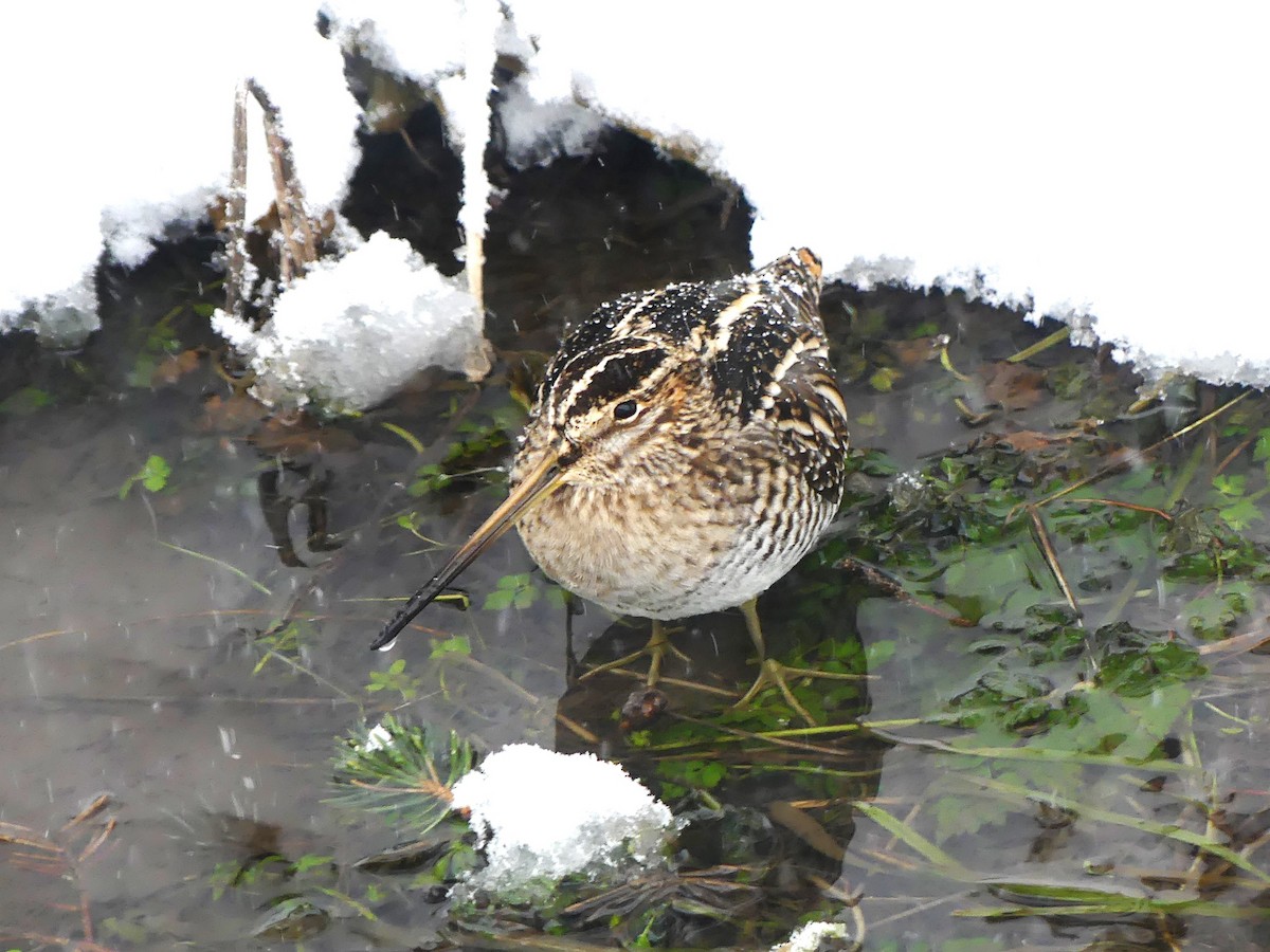 Wilson's Snipe - ML620766160