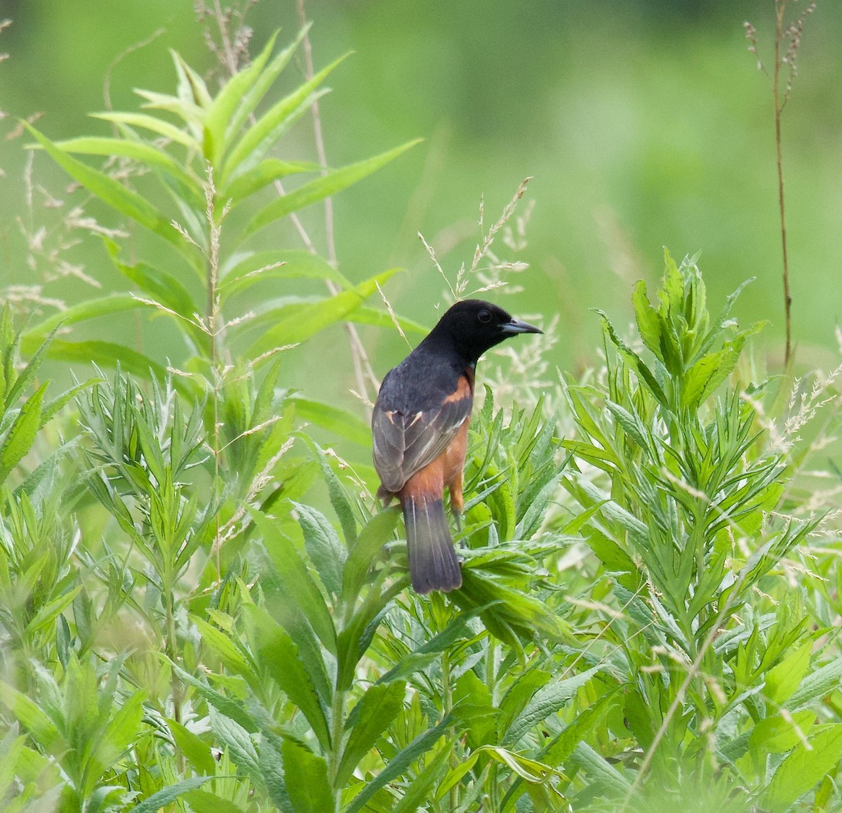 Orchard Oriole - ML620766161