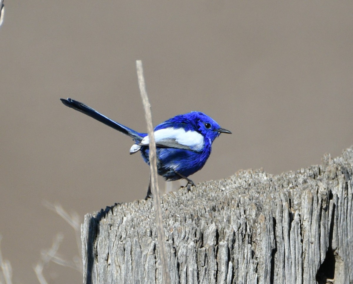 White-winged Fairywren - ML620766162